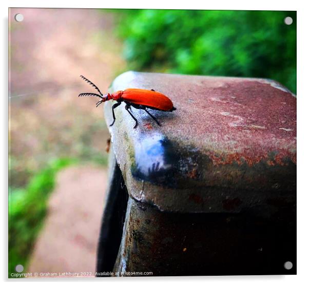 Red-Headed Cardinal Beetle Acrylic by Graham Lathbury