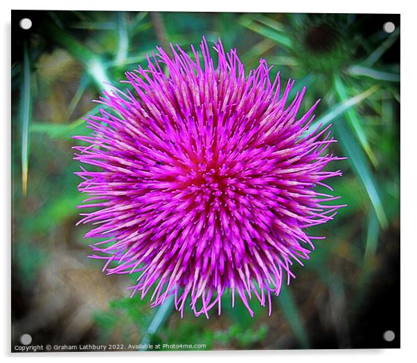 Purple Thistle Acrylic by Graham Lathbury