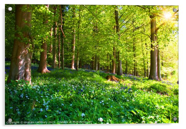 Forest Bluebells Acrylic by Graham Lathbury