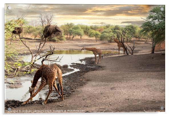 Giraffes at Watering Hole Acrylic by Graham Lathbury