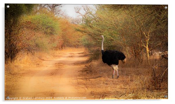 Ostrich, Senegal Acrylic by Graham Lathbury