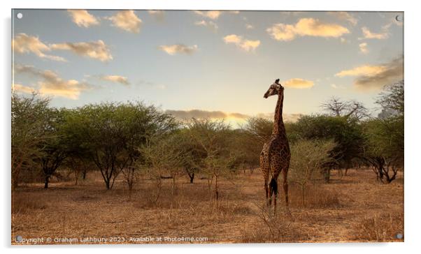 Giraffe - Senegal Acrylic by Graham Lathbury