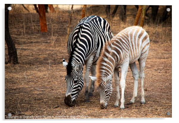 Zebras Acrylic by Graham Lathbury