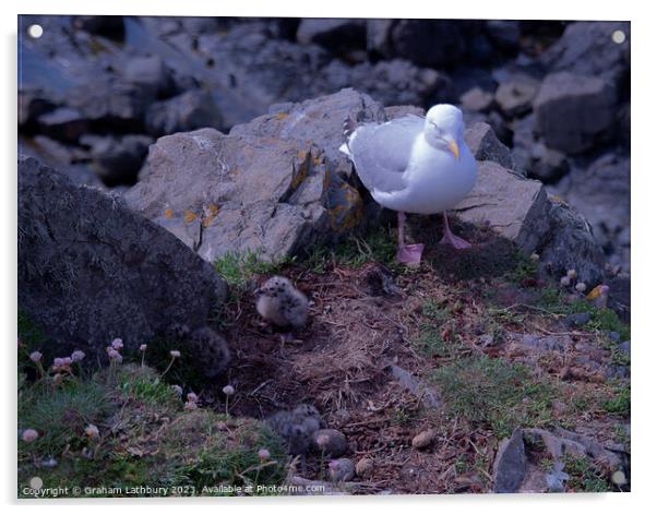 Hartland Seagull Chicks Acrylic by Graham Lathbury