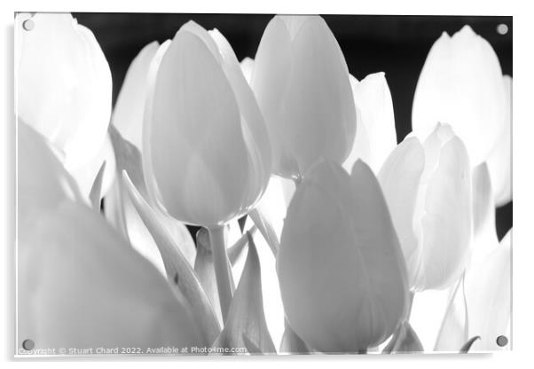 Tulip Flowers in Monochrome Acrylic by Stuart Chard
