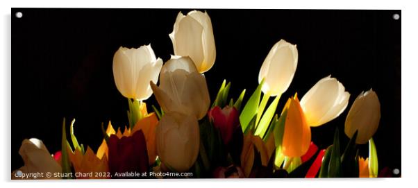 Tulip Flowers Acrylic by Stuart Chard
