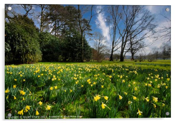 Spring daffodils in the English countryside Acrylic by Stuart Chard