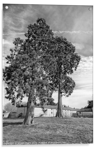 Black and white trees Acrylic by Stuart Chard