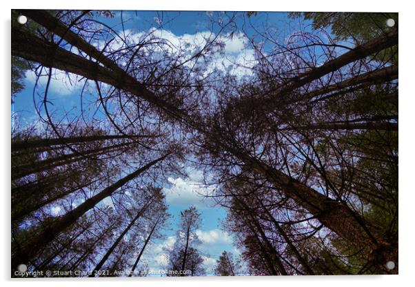 Wide angle fisheye photograph of trees in a beauti Acrylic by Stuart Chard