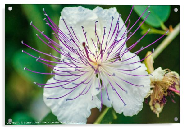 Flinders Rose Caper Bush Exotic Flower Acrylic by Stuart Chard