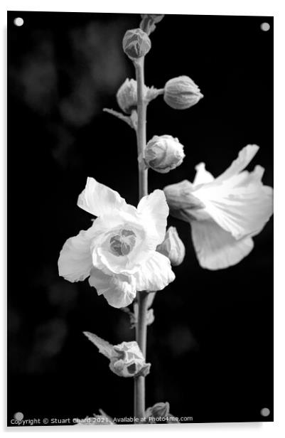 Rose Mallow or Hollyhock flowers Acrylic by Stuart Chard