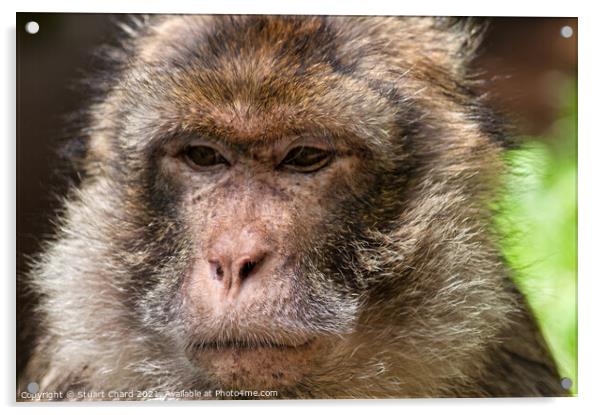 Monkey contemplating life Acrylic by Stuart Chard