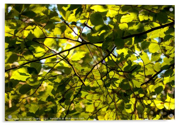 Dappled light through spring leaves  Acrylic by Stuart Chard