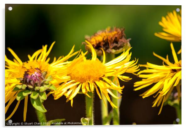 Yellow Oxeye Daisies Acrylic by Stuart Chard