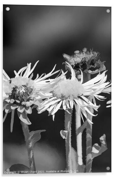 Oxeye daisies monochrome image Acrylic by Stuart Chard