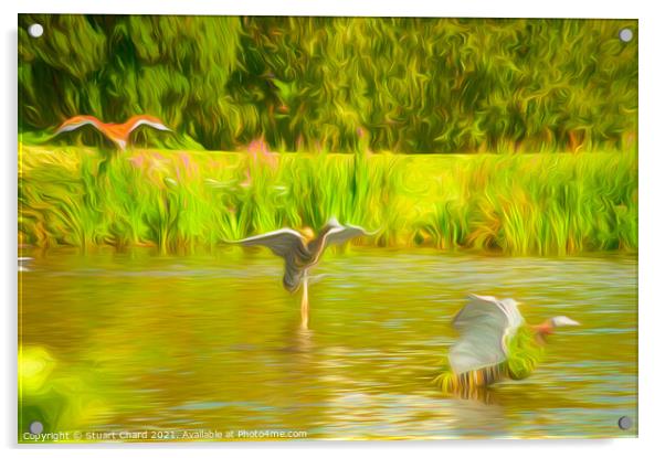 Ducks on the water Acrylic by Stuart Chard