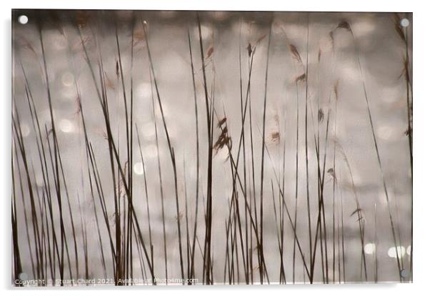 In the reeds Acrylic by Stuart Chard