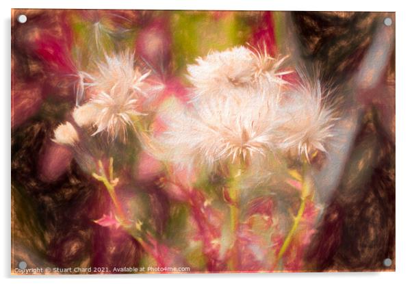 Soft thistle head artwork Acrylic by Stuart Chard