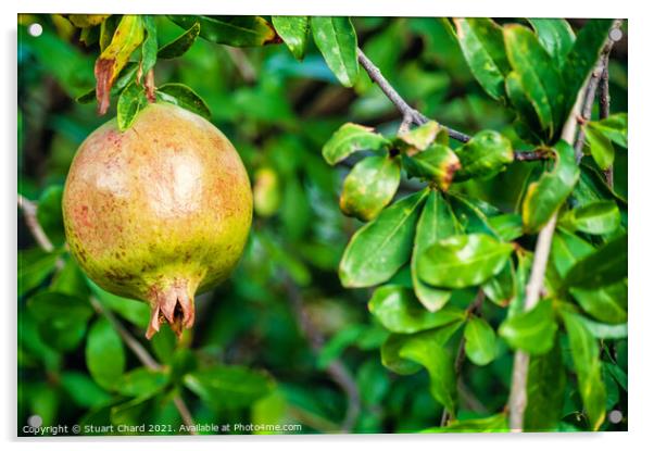 Pomegranate fruit on a tree  Acrylic by Stuart Chard