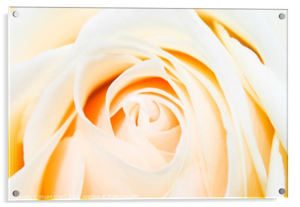 Close up shot of a beautiful pastel rose Acrylic by Stuart Chard