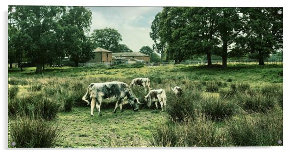 cattle cows field grass farm grazing Acrylic by Stuart Chard