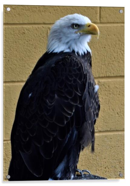 American bald eagle Acrylic by Peter Wiseman