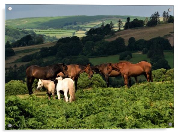 Horses and ponies grazing on Pen y Crug, Brecon, P Acrylic by Peter Wiseman