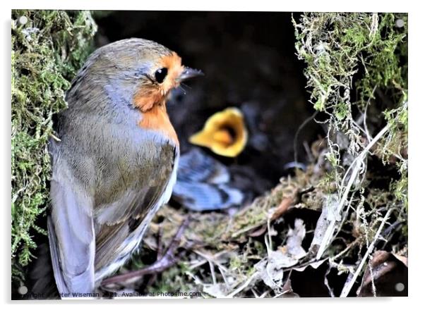 Robin with young in nest Acrylic by Peter Wiseman
