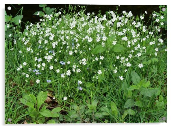 Wood Anemones Acrylic by Roy Hinchliffe