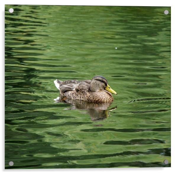 Female Mallard duck Acrylic by Roy Hinchliffe