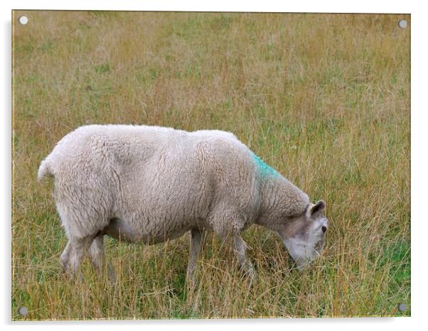 A sheep grazing Acrylic by Roy Hinchliffe