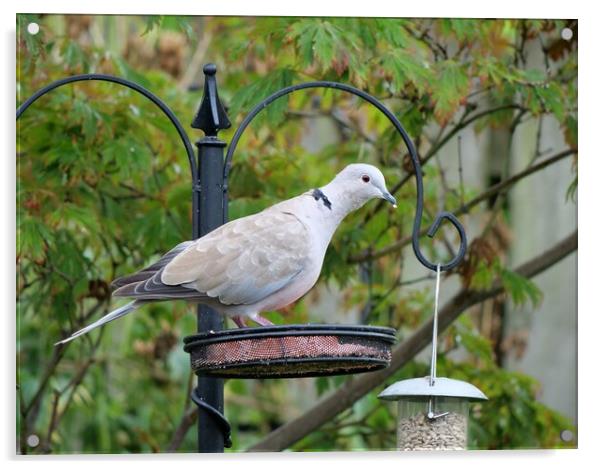 Collared Dove on bird feeder Acrylic by Roy Hinchliffe