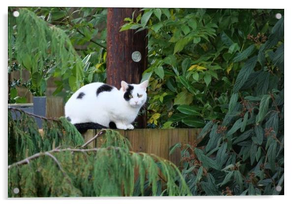 A cat sat on fence  Acrylic by Roy Hinchliffe