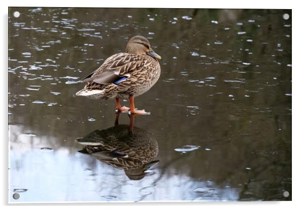 Female mallard duck Acrylic by Roy Hinchliffe