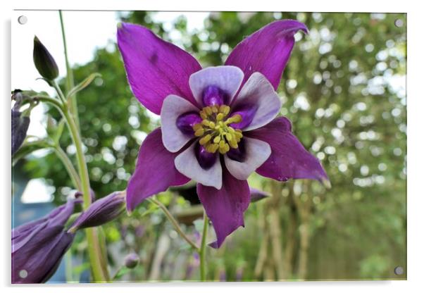 Aquilegia flowering in Yorkshire garden Acrylic by Roy Hinchliffe