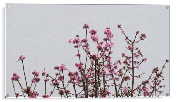 Viburnum in flower Acrylic by Roy Hinchliffe