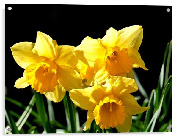 Yellow Daffodils Acrylic by Roy Hinchliffe