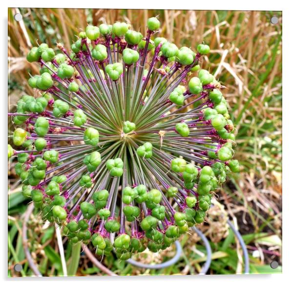 Allium seed heads Acrylic by Roy Hinchliffe