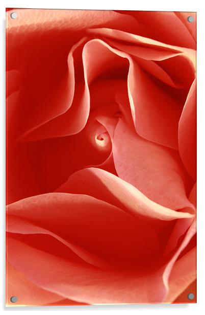 red rose  Acrylic by james wood