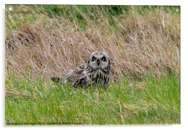 Short eared Owl in Meadow Acrylic by Moi Hicks