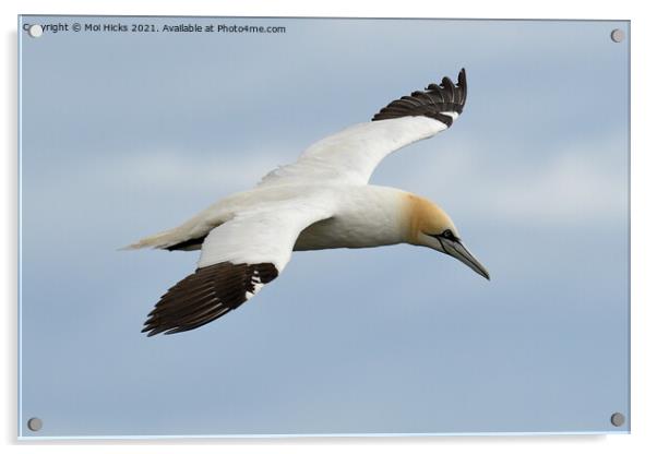 Gannet souring Acrylic by Moi Hicks
