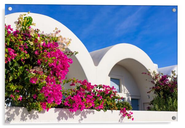 Colorful Bougainvillea flowers with white traditional buildings in Oia, Santorini, Greece Acrylic by Chun Ju Wu