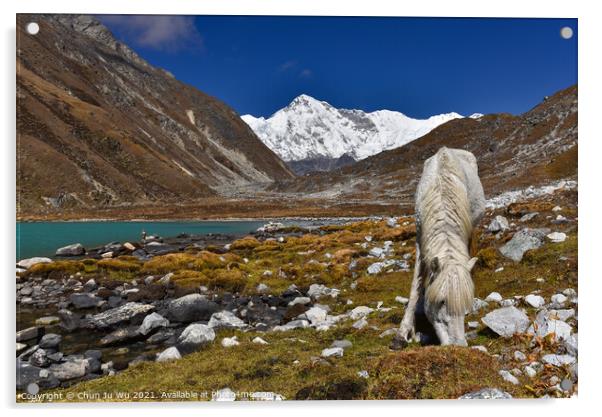 A white horse by Gokyo lake surrounded by snow mountains of Himalayas in Nepal Acrylic by Chun Ju Wu