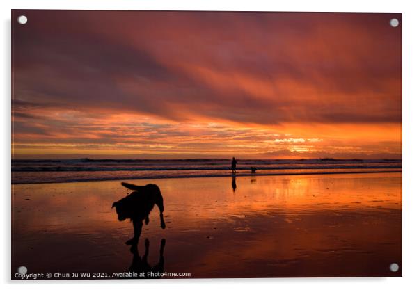 Muriwai Beach at sunset time with a dog and colorful clouds, New Zealand Acrylic by Chun Ju Wu