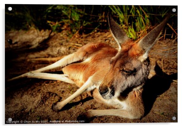 A kangaroo lying on the ground Acrylic by Chun Ju Wu