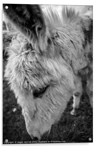 Donkey head shot Acrylic by Roger Worrall