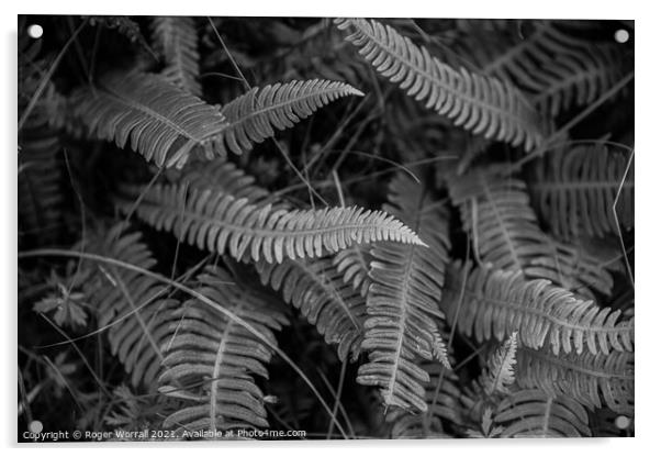 Ferns Acrylic by Roger Worrall