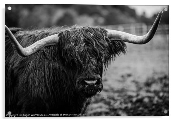 Scottish Longhorn Acrylic by Roger Worrall