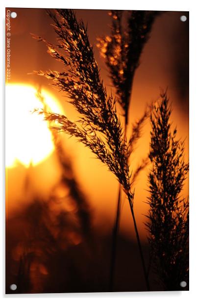 Sunset & Reeds Acrylic by Jane Osborne