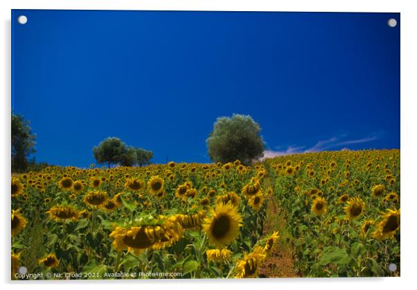 Sunflower Field Acrylic by Nic Croad